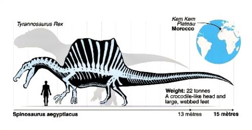 spinosaurus-zub